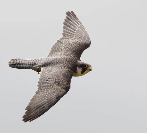 Peregrine Falcon - Birds  -  Captive