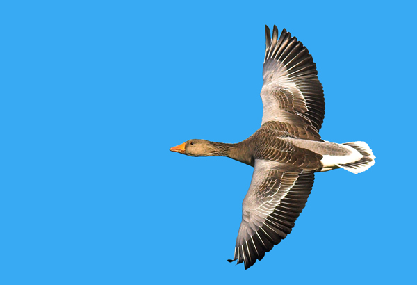 Greylag - Birds - Wild