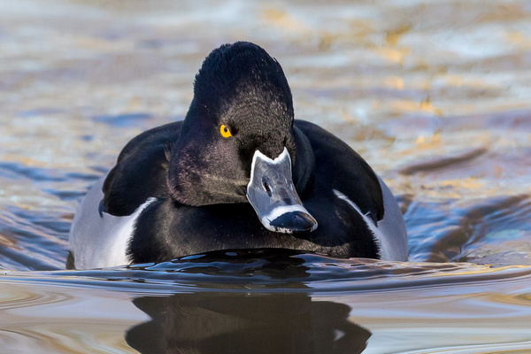 Ring-necked Duck - Birds  -  Captive