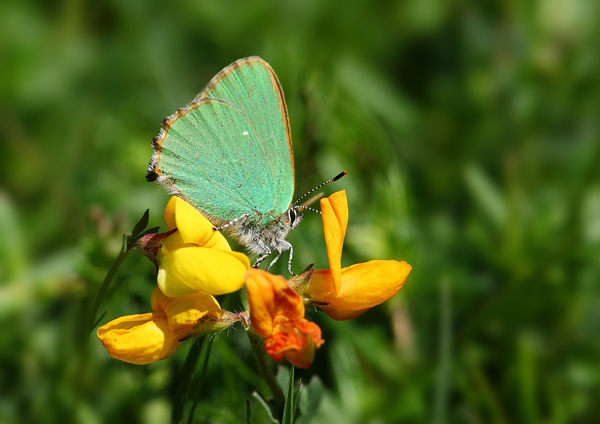 Green Hairstreak - Close up