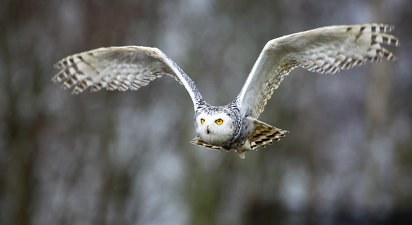 Snowy Owl - Birds  -  Captive
