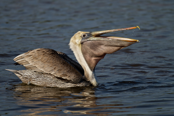 Brown Pelican - Florida 2011