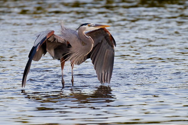 Great Blue Heron - Florida 2011