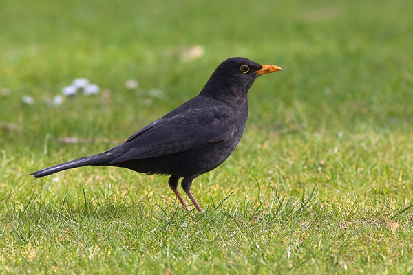 Blackbird - Birds - Wild