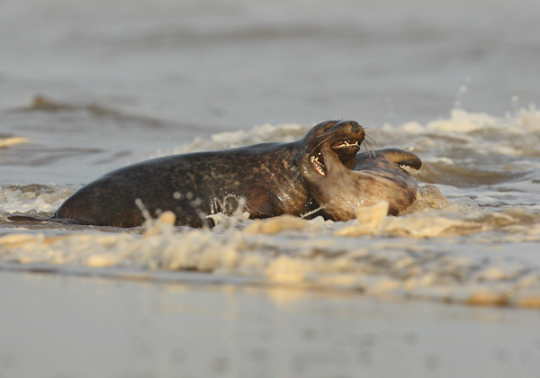 Two Seals Fighting - Nature & Animals