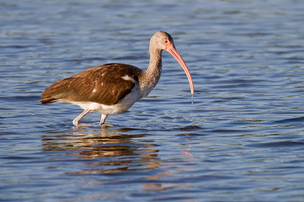Ibis - Florida 2011