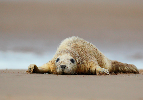 Seal Pup - Nature & Animals