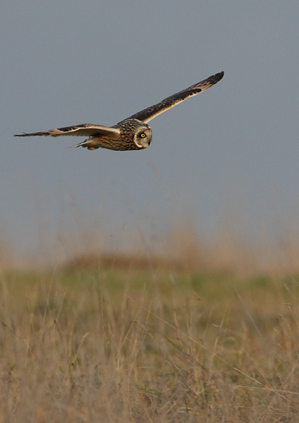 Short Eared Owl - Birds - Wild