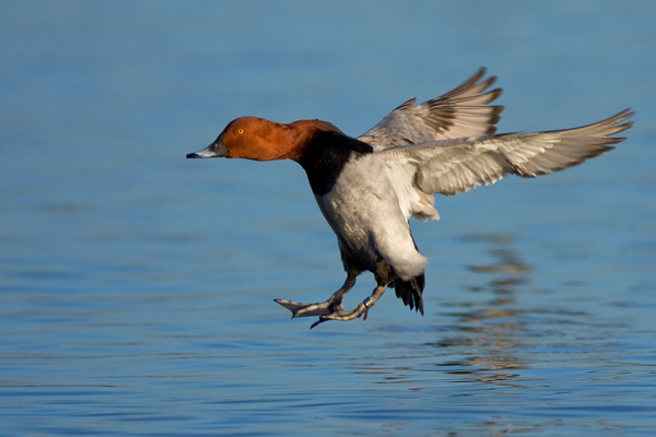 Pochard Landing - Birds - Wild