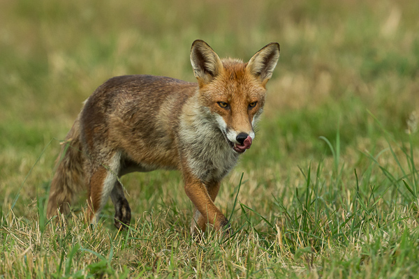 Fox - Nature & Animals