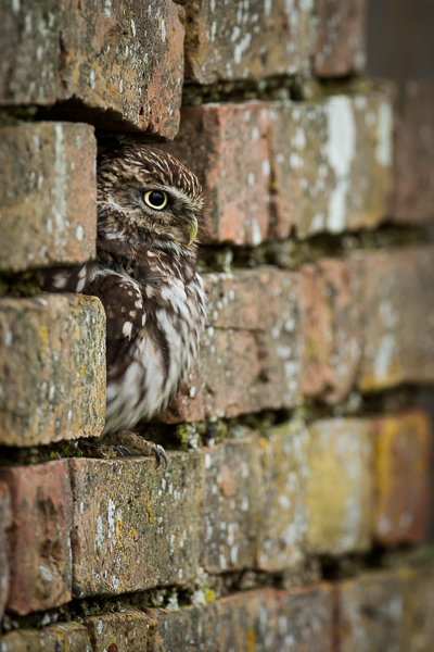 Little Owl - Birds  -  Captive