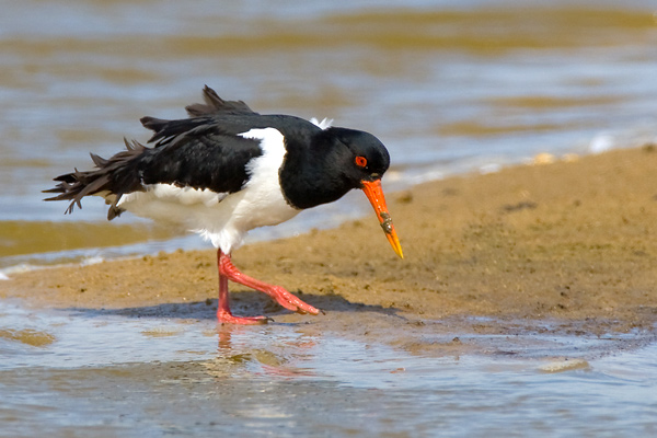 Oystercatcher - Birds - Wild