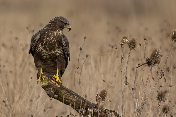 Common Buzzard - Birds  -  Captive