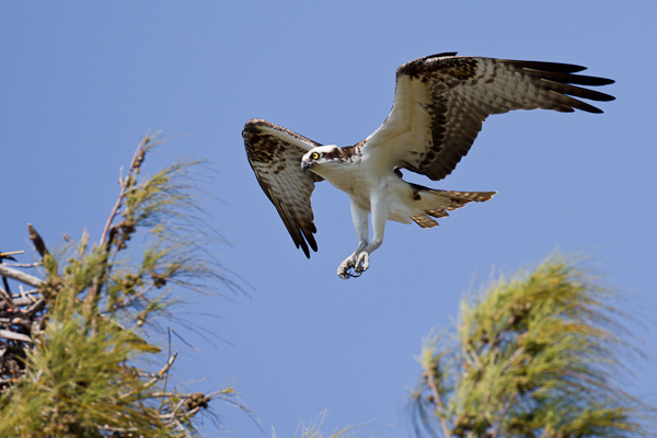 Osprey - Florida 2011