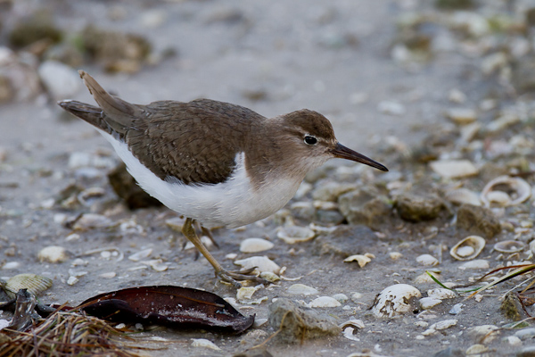 Wader - Florida 2011
