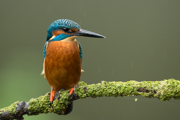 Kingfisher - Birds - Wild
