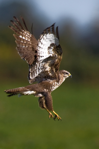 Common Buzzard - Birds - Wild