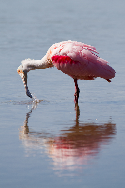 Roseate Spoonbill - Florida 2011