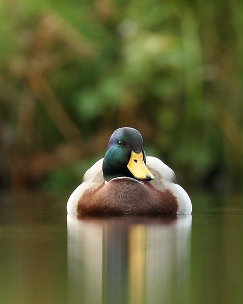 Mallard - Birds - Wild