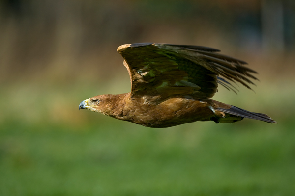 Tawny Eagle - Birds  -  Captive