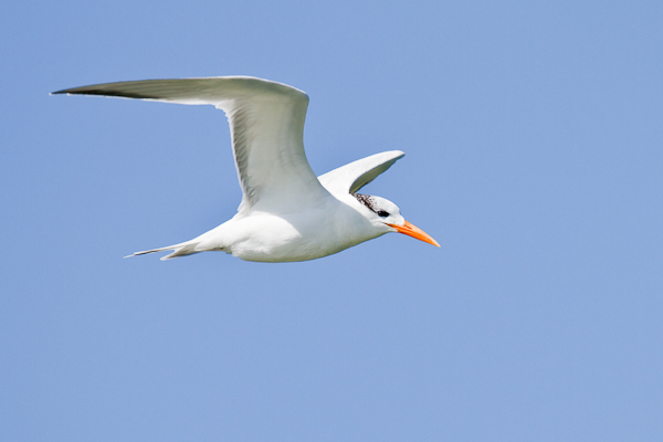 Royal Tern - Florida 2011