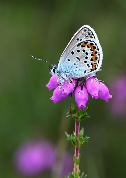 Silver-Studded Blue - Close up