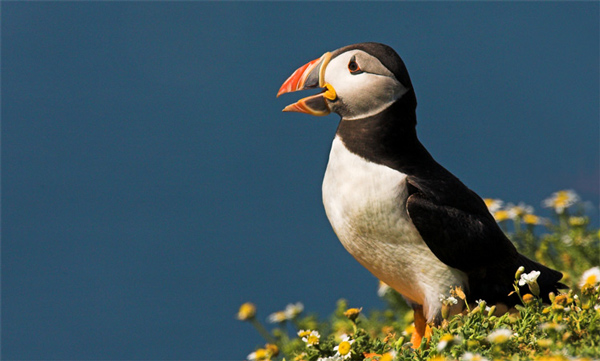 Puffin - Birds - Wild