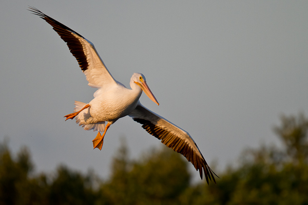White Pelican - Florida 2011