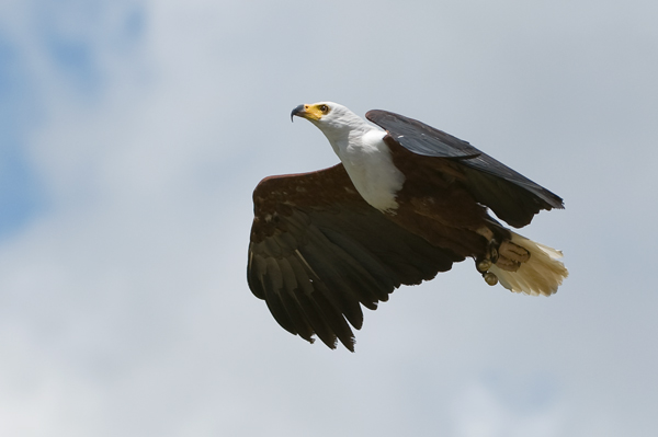 African Fish Eagle - Birds - Captive