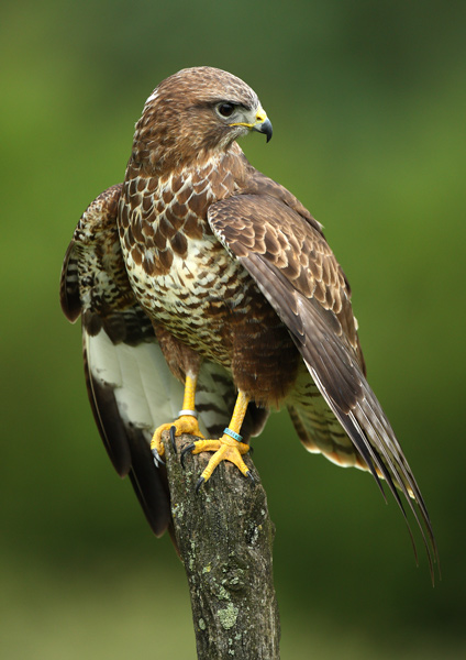 Buzzard - Birds  -  Captive