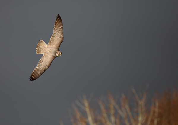 Saker Falcon - Birds  -  Captive