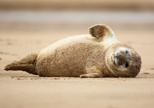 Grey Seal Pup - Nature & Animals