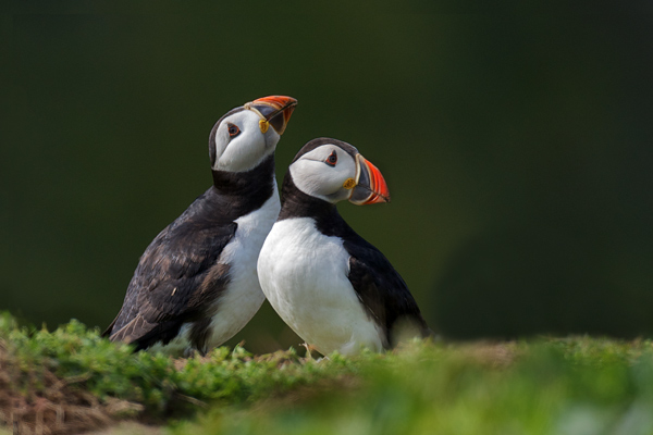Two Puffins - Birds - Wild