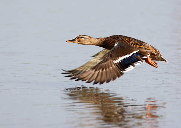 Mallard - Birds - Wild