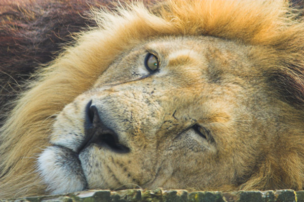 Lion - Nature & Animals