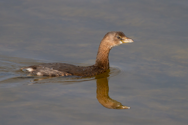 Pied Billed Grebe - Florida 2011