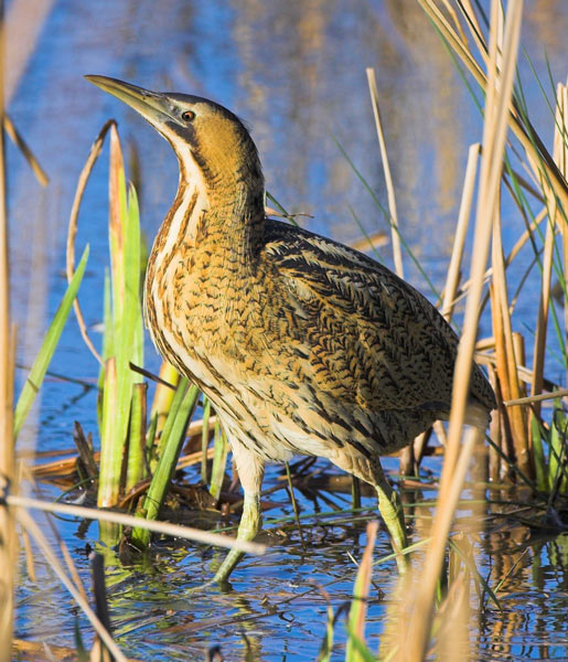 Bittern - Birds - Wild