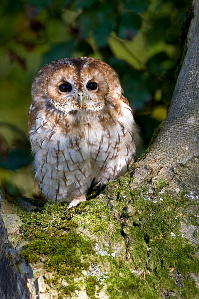Tawny Owl - Birds  -  Captive