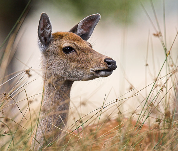 Sika Deer - Nature & Animals