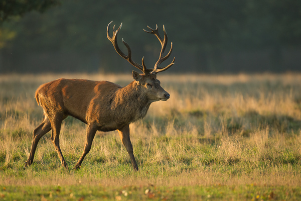 Red Deer - Nature & Animals