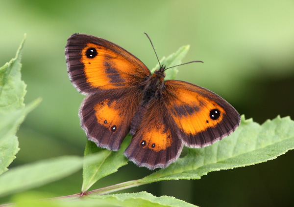 Gatekeeper - Close up