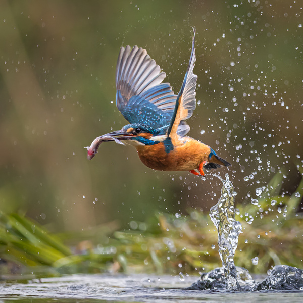 Kingfisher With Fish - Birds - Wild
