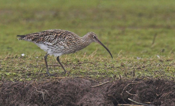 Curlew - Birds - Wild