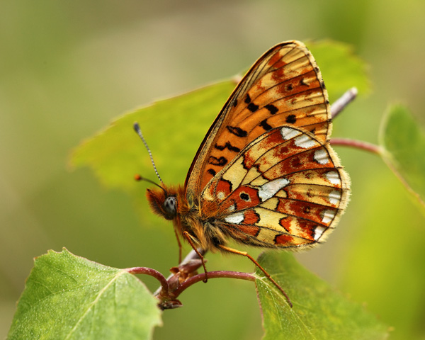 Pearl-Bordered Fritillary - Close up