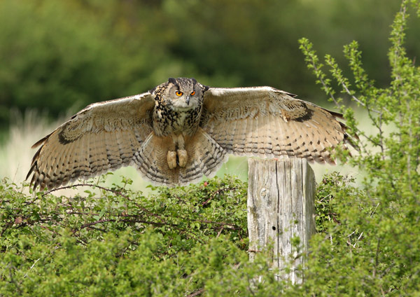 Eagle Owl - Birds  -  Captive