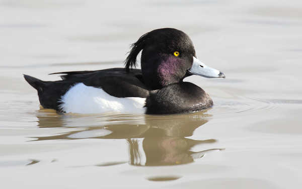 Tufted Duck - Birds - Wild