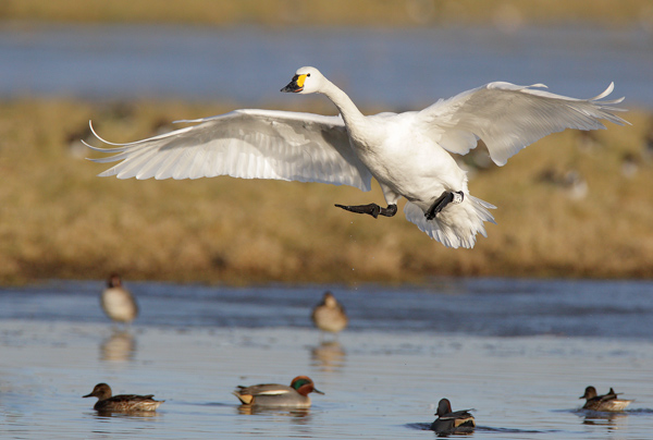 Bewick Swan - Birds - Wild
