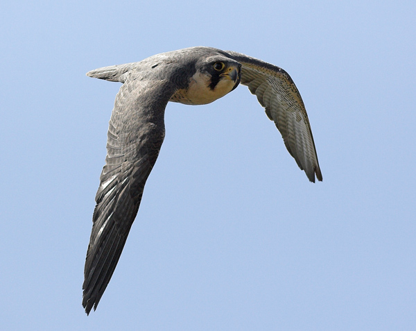 'Lark' - Birds  -  Captive