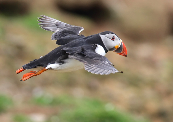 Puffin - Birds - Wild