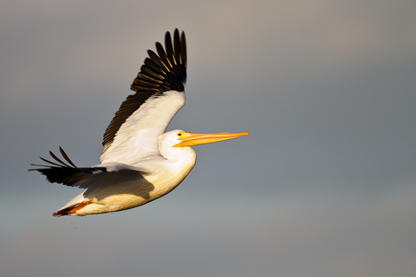 White Pelican - Florida 2011